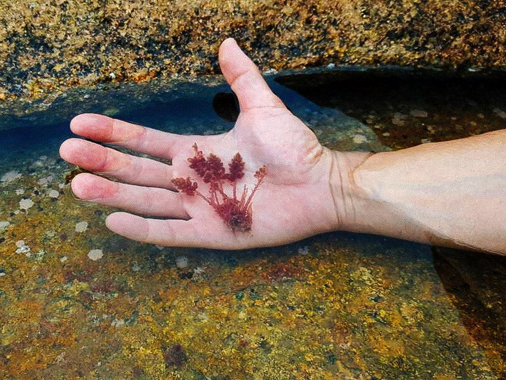 Is Seaweed our future saviour?