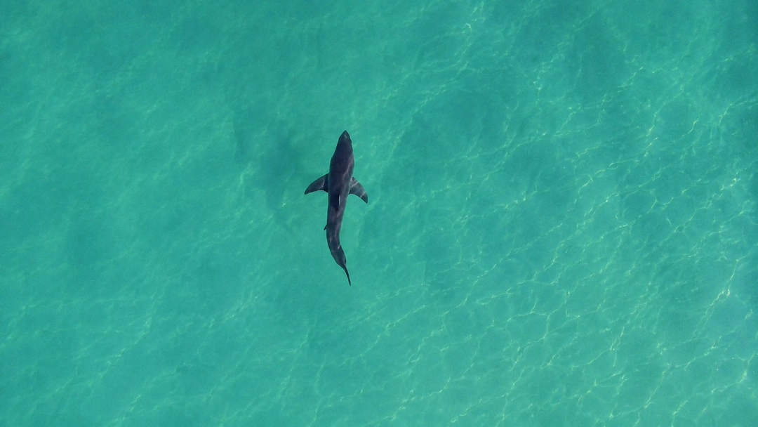 Aerial drone view of a shark cruising clear water