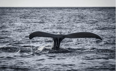 Japan leaves the IWC - What does this mean for the whales? - BOARDSOX® Australia